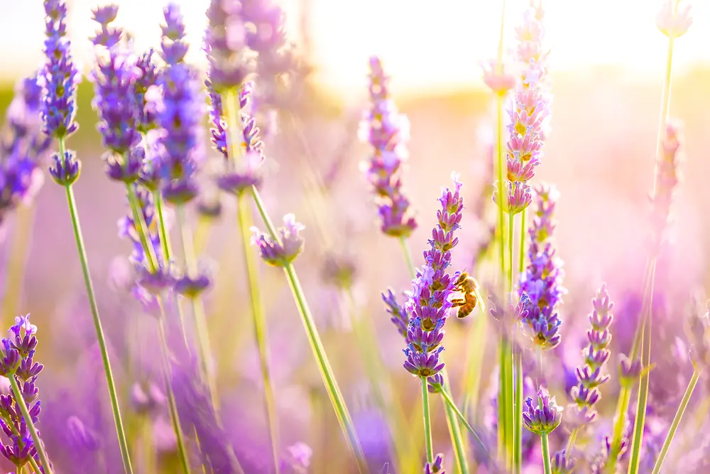 A lavender field